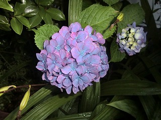 CIMG5294.jpg