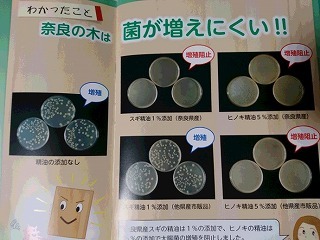 無題奈良の木2.jpg